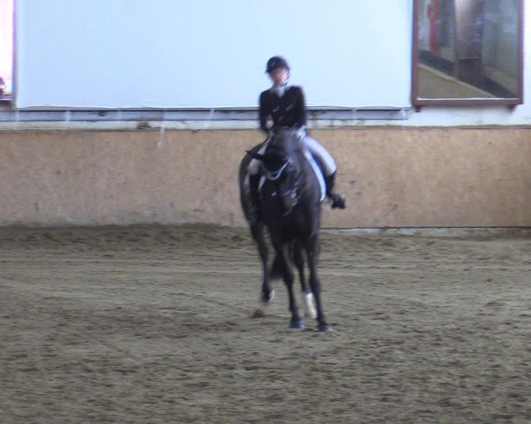 Reitturnier Kottingbrunn 2023