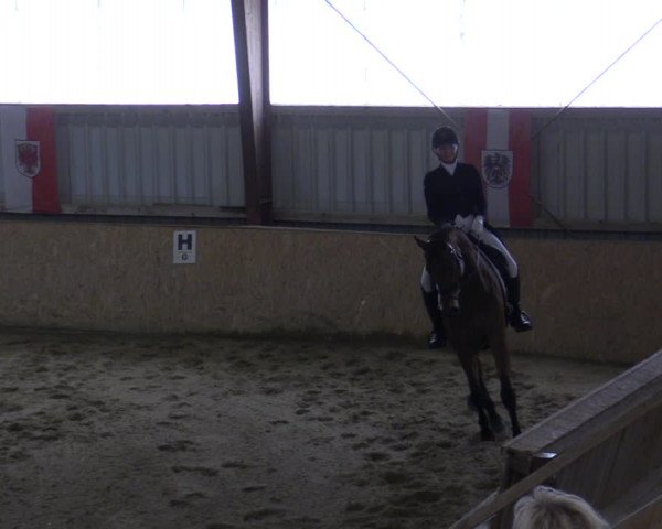 Reitturnier Kottingbrunn 2023
