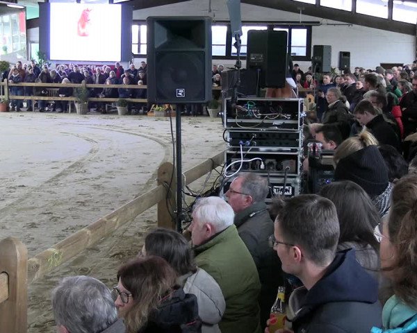 Hengstschau Gestüt Ligges 2023