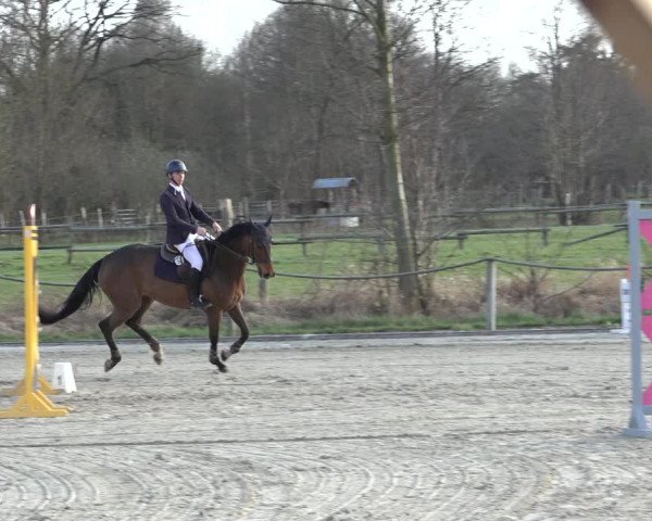 Reitturnier Handorf 2023