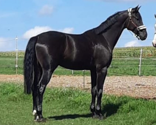 Pferd Don Maceo EE (Hannoveraner, 2018, von Don Martillo)