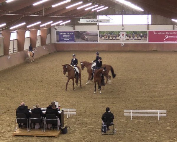 Reitturnier Bad Salzuflen 2023