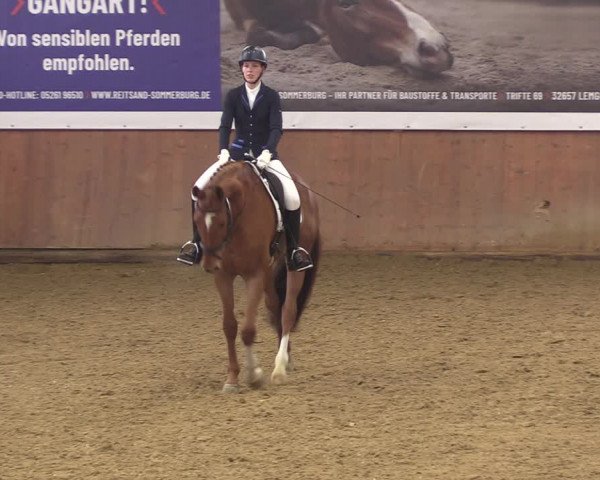 Reitturnier Bad Salzuflen 2023