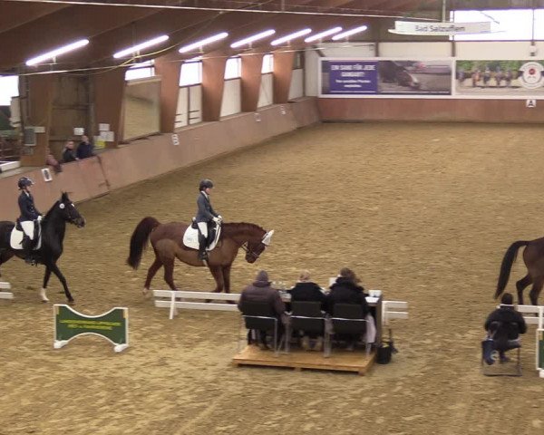 Reitturnier Bad Salzuflen 2023