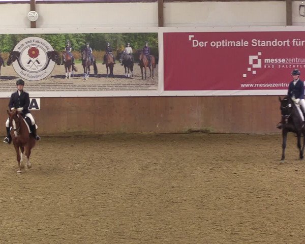Reitturnier Bad Salzuflen 2023