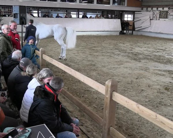 Hengstschau Gestüt Ligges 2023
