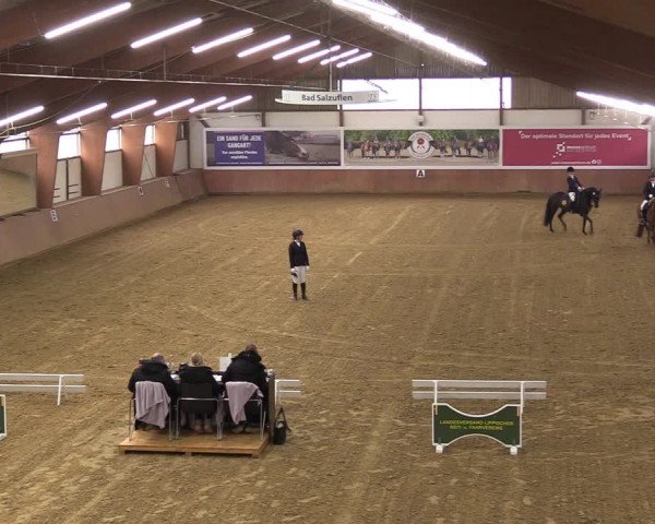 Reitturnier Bad Salzuflen 2023