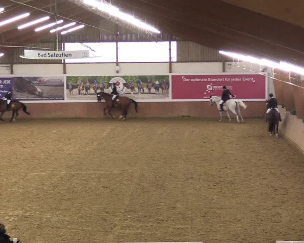 Reitturnier Bad Salzuflen 2023