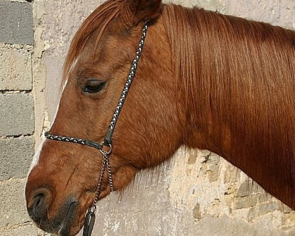 broodmare Marusah ox (Arabian purebred, 1985, from Talal ox)