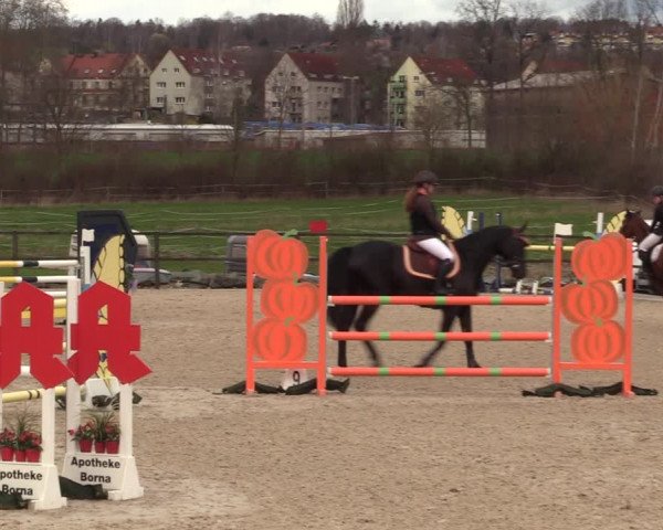 Reitturnier Zwickau 2023