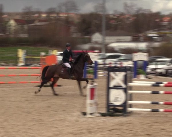 Reitturnier Zwickau 2023