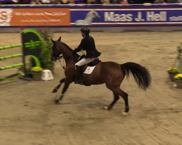 FEI Reitturnier Neumünster (GER) 2021