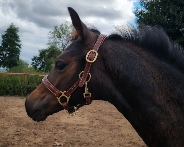 horse Cascada MJK (German Riding Pony, 2022, from Kent Nagano WE)