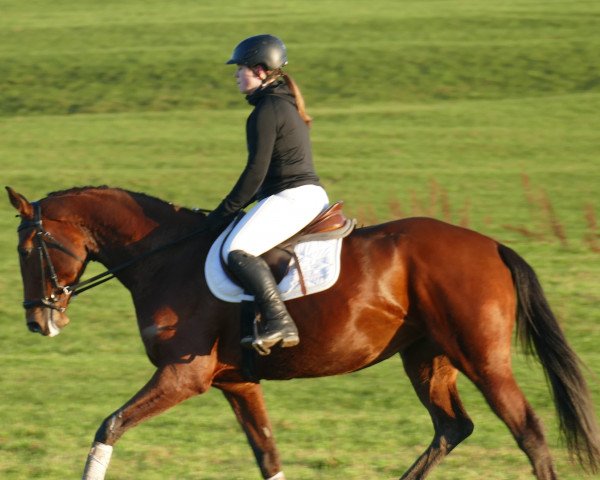 jumper Gaia 35 (Westphalian, 2018, from Glamourdale)