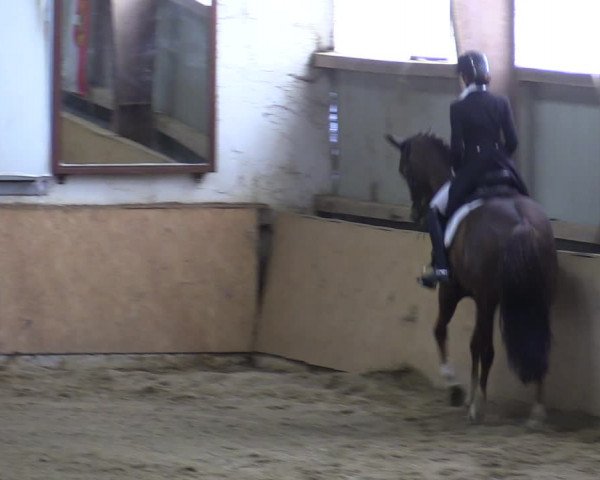 Reitturnier Kottingbrunn 2023