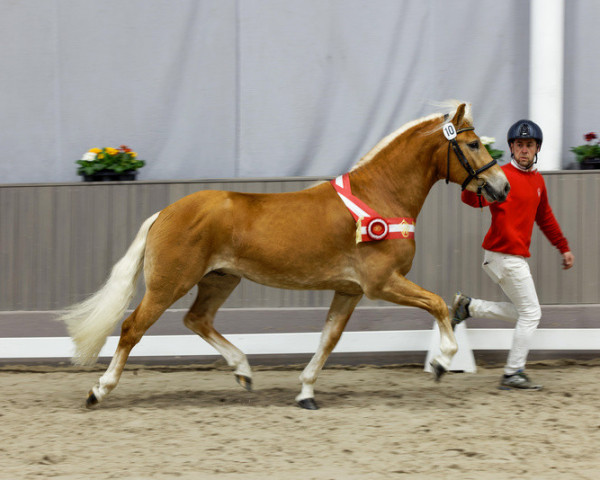 stallion Nomex BE (Haflinger, 2020, from Nachtstolz) stallion Nomex BE (Haflinger, 2020, from Nachtstolz)