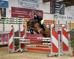 jumper Cola's Corvina Mb (German Sport Horse, 2014, from Cola Zero)