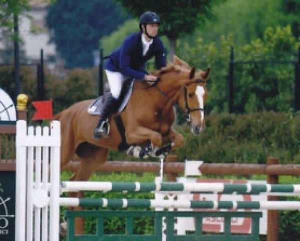 horse Green Shine (Italian Warmblood, 2004, from Burggraaf) horse Green Shine (Italian Warmblood, 2004, from Burggraaf)
