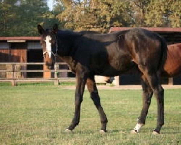horse Céline del Sauro (Italian Warmblood, 2012, from Nabab de Rêve)