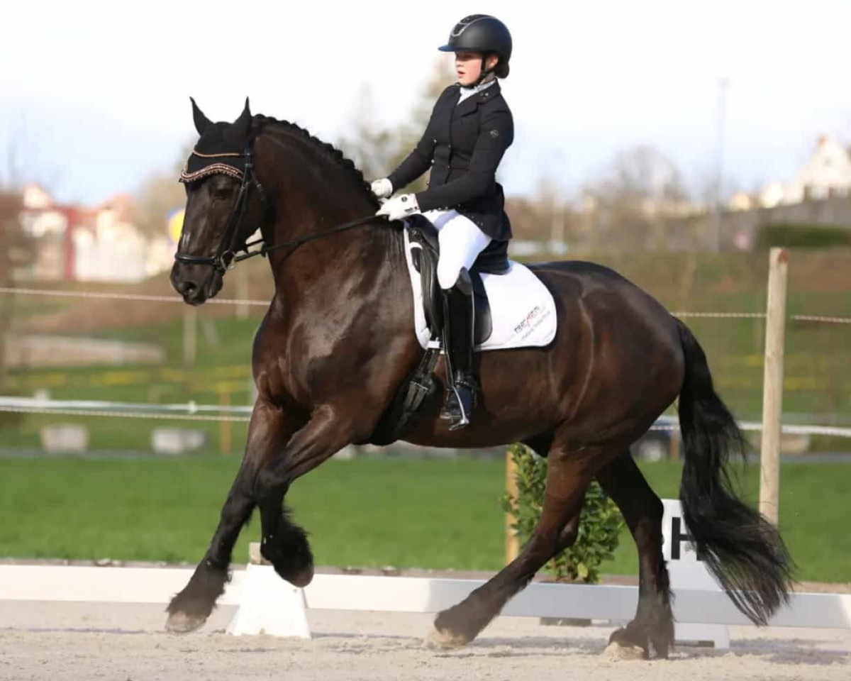 Dressurpferd Jillis 2 (Friese, 2004)