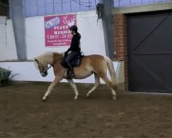 dressage horse Lotte van de Vuufwegen (Haflinger, 2010, from Anthony van de Wortel)