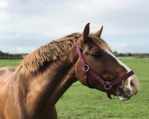 dressage horse Nanu Nana Honey (German Riding Pony, 2014, from Nadir vom Splitting WE)