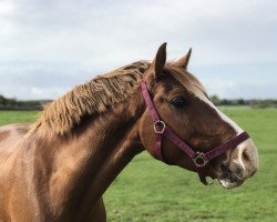 dressage horse Nanu Nana Honey (German Riding Pony, 2014, from Nadir vom Splitting WE)