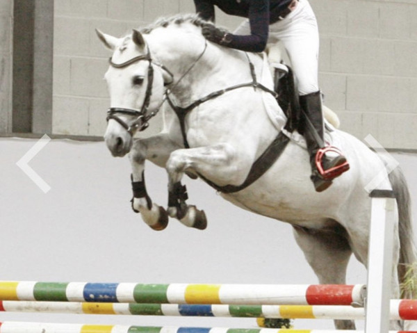 jumper Hancock 16 (German Riding Pony, 2010, from Halifax)