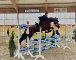 jumper Palina 46 (German Sport Horse, 2018, from Pirate 7)