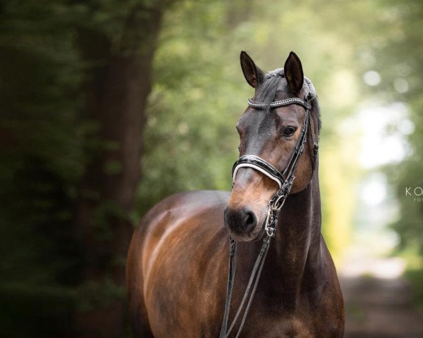 dressage horse Walesca 2 (Hanoverian, 2006)