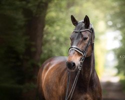 dressage horse Walesca 2 (Hanoverian, 2006)