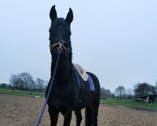 horse Dagostino (Oldenburg, 2018, from Harmony's Desiderio)