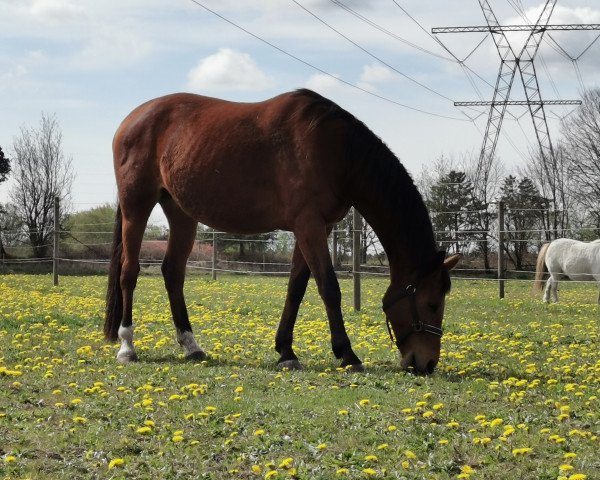 broodmare Fassminder (Danish Warmblood, 2010, from Fassbinder)