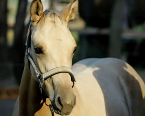horse Ponymims Drei-Zwei-Eins (Westphalian, 2022, from Double Cream)