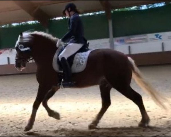 dressage horse Fabelhaft 30 (Black Forest Horse, 2008, from Federsee)