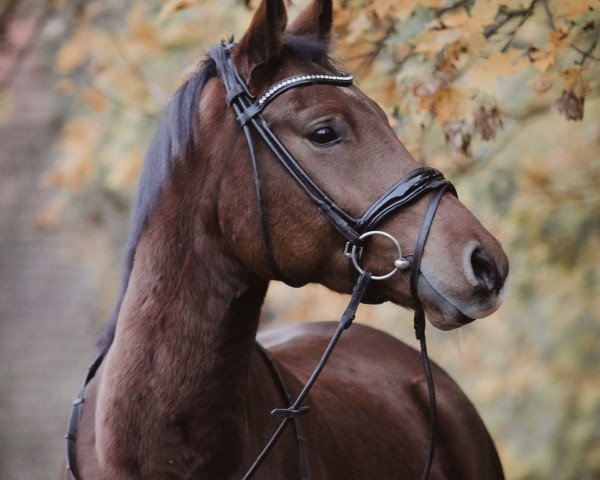 dressage horse Robin Hood 291 (German Riding Pony, 2017, from Ronaldo Vom Schwarzbach) dressage horse Robin Hood 291 (German Riding Pony, 2017, from Ronaldo Vom Schwarzbach)