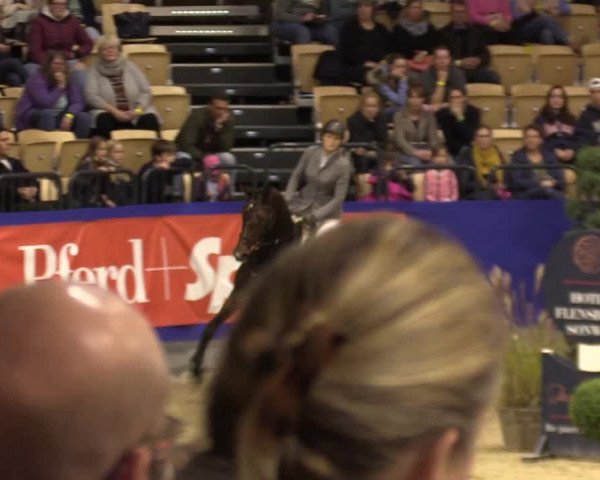 FEI Reitturnier Neumünster (GER) 2021
