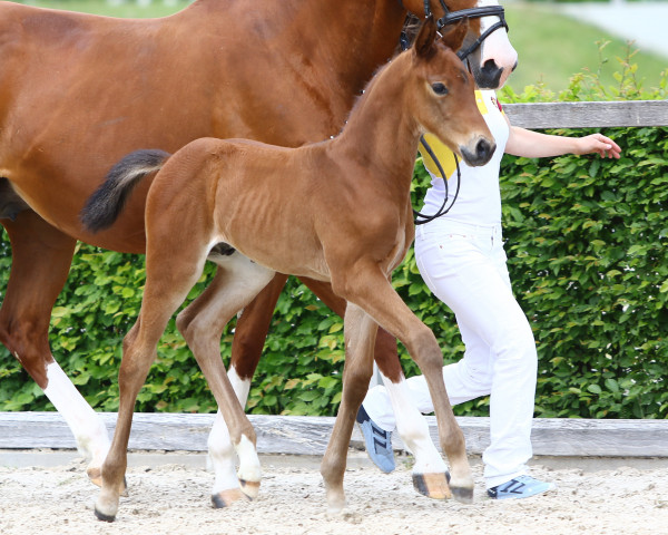 horse Casper v.d. Kaiserkrone (German Warmblood, 2022, from Cristallino)