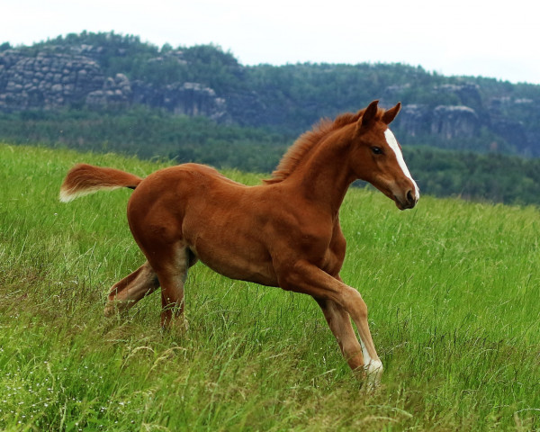 horse Luna v.d Kaiserkrone (German Warmblood, 2020, from Casdorff)