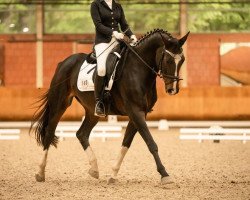 dressage horse Flori 292 (Rhinelander, 2008, from Fidertanz)