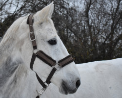jumper Watch Me Hennessy (Irish Sport Horse, 2012, from Womanizer)
