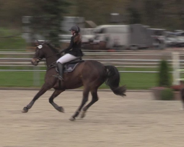 Reitturnier Langenfeld - Gut Langfort 2023