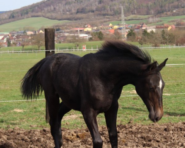 Pferd Chelsea Sun DK (Deutsches Sportpferd, 2022, von Chubakko)