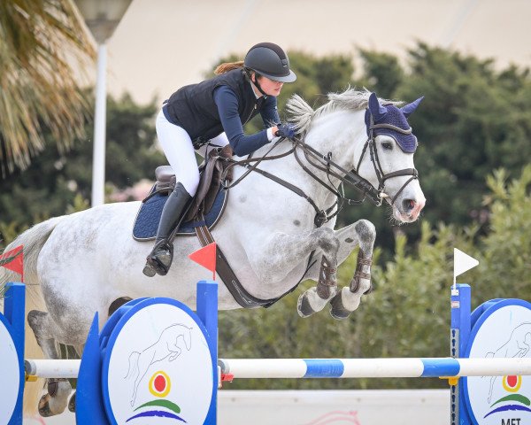 Springpferd Caracas 105 (Holsteiner, 2012, von Casall Ask)