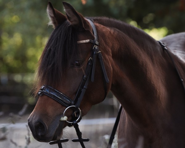 Zuchtstute Lilli Lou 6 (Deutsches Reitpony, 2016, von Hot Cream 3)