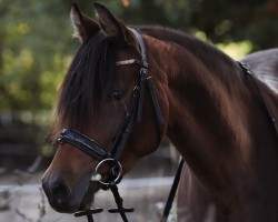 Zuchtstute Lilli Lou 6 (Deutsches Reitpony, 2016, von Hot Cream 3)
