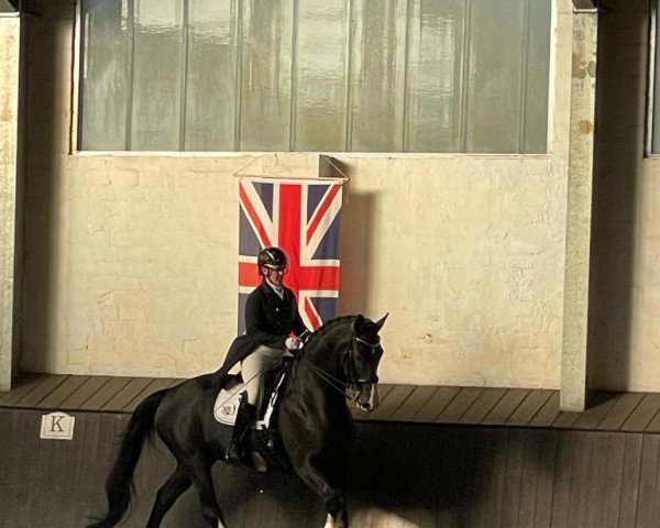 dressage horse Flying Diamant (Hanoverian, 2009, from Fürst Nymphenburg) dressage horse Flying Diamant (Hanoverian, 2009, from Fürst Nymphenburg)