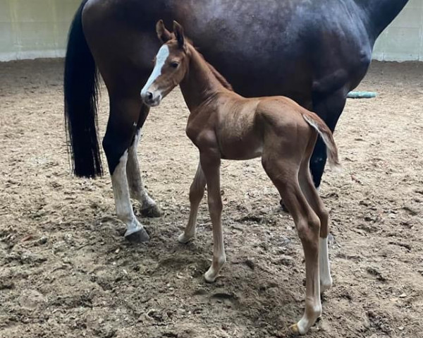 horse Tabasco FR (KWPN (Royal Dutch Sporthorse), 2023, from Camargo 2)