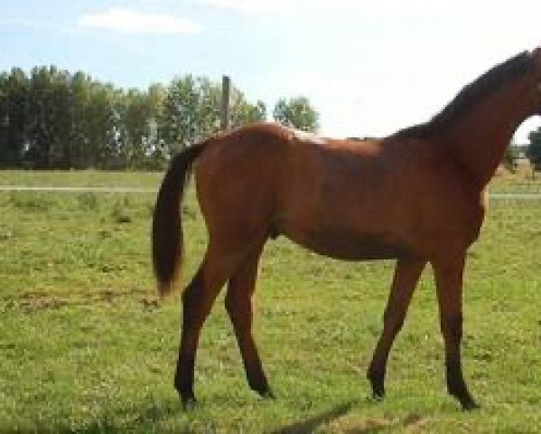 horse Coup d'Coeur Villatte (Selle Français, 2012, from Shouppydam des Horts)