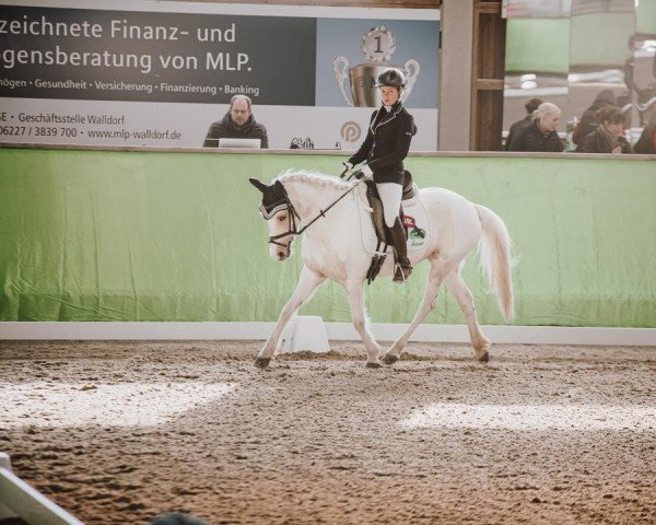 Dressurpferd Jf Rhonja (Lewitzer, 2018, von Rheingold)